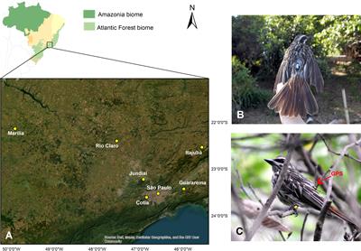 Site fidelity and migration patterns of the Southern Streaked Flycatcher breeding in urban and rural areas of Brazil